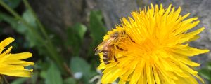 Honigbiene in Wegberg-Holtum auf einer Löwenzahnblüte